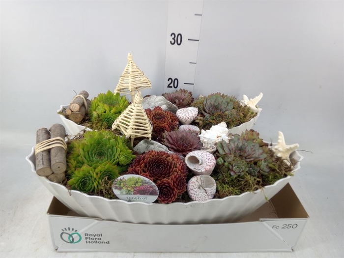 <h4>Arr.  Sempervivum L%</h4>