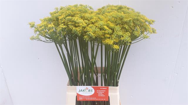 FOENICULUM VULGARE