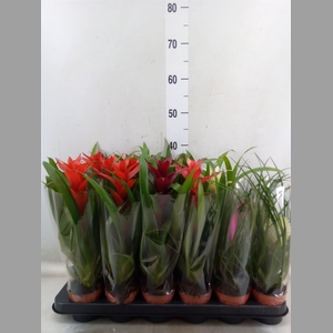 Bromelia   ...