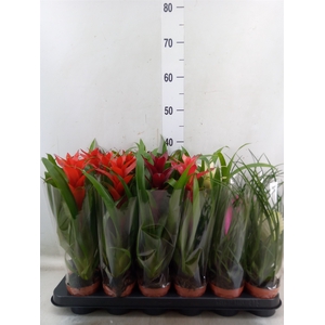 Bromelia   ...