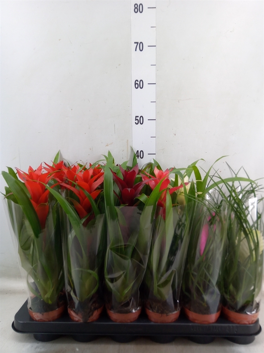 <h4>Bromelia   ...</h4>