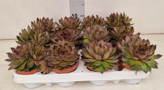 <h4>Sempervivum   ...</h4>