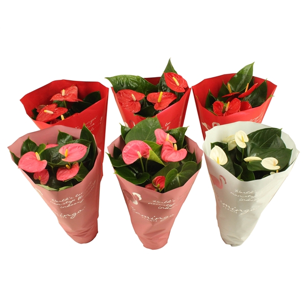 <h4>Anthurium mix in sierhoes 14cm</h4>