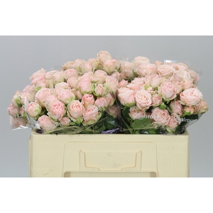 Rosa Tr Bombastic