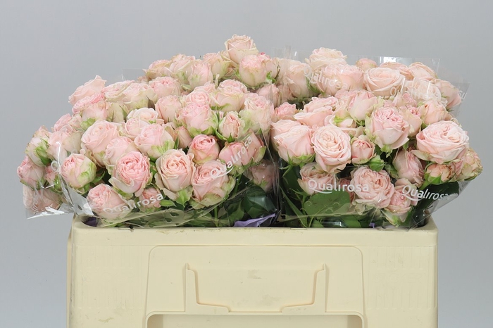 <h4>Rosa Tr Bombastic</h4>