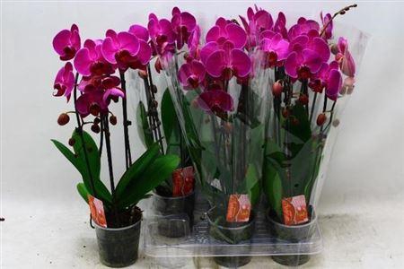 <h4>Phal El Cascade</h4>