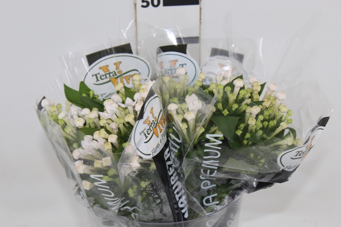 <h4>BOUVARDIA ELEGANCE BIANCA</h4>