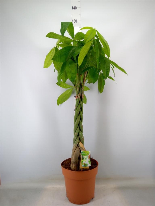 <h4>Pachira aquatica</h4>