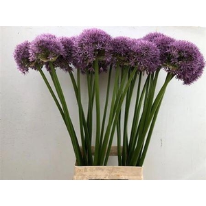 Allium 'Pinball Wizard'