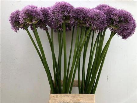 <h4>Allium 'Pinball Wizard'</h4>
