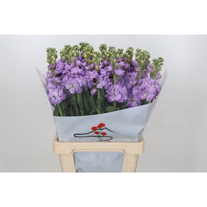 Matthiola Iron Marine#