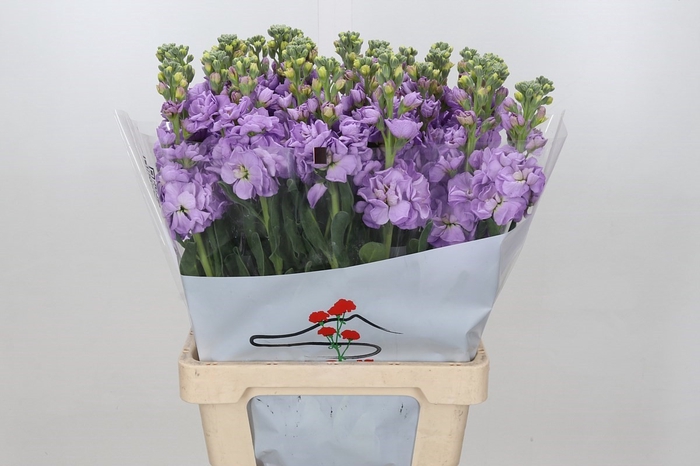 <h4>Matth Iron Marine</h4>