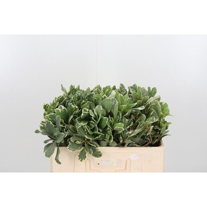 Pittosporum Ilan
