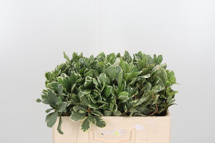 <h4>Pittosporum Ilan</h4>