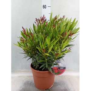 Nerium oleander   ...