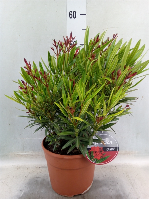 <h4>Nerium oleander   ...</h4>