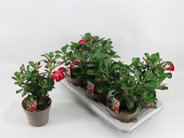 <h4>Adenium obesum 'Anouk'</h4>