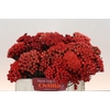 Kaaps Groen Red Brunia XL