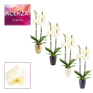 Phalaenopsis 2 tak 14+ wit in Carly (Neo architect-collection)