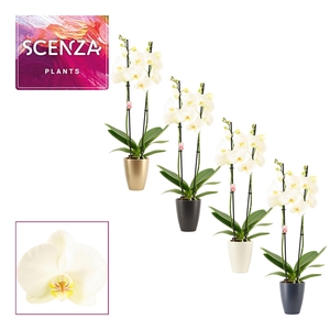 Phalaenopsis 2 tak 14+ wit in Carly (Neo architect-collection)