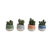 CACTUS MIX P6 L 66175