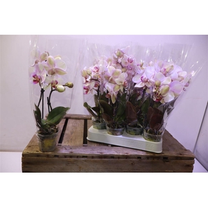 arr8 Phal Diva 2 Tak