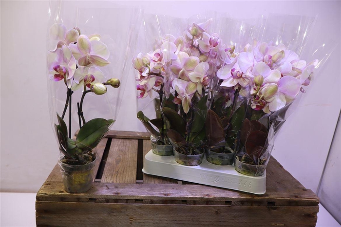 <h4>Phal Diva 2 Tak</h4>