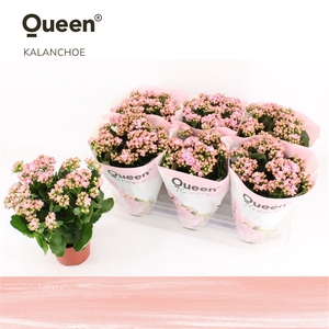 Kalanchoe Lillian Licht Roze P14 Queen