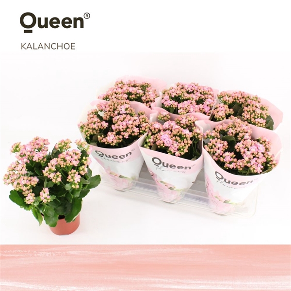 <h4>Kalanchoe Lillian Licht Roze P14 Queen</h4>