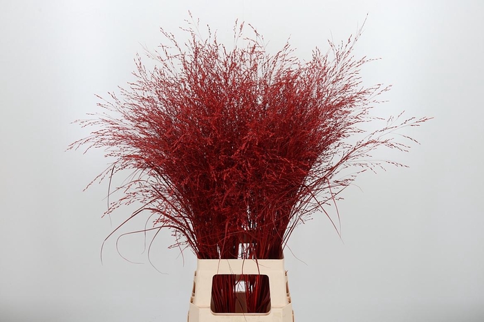 <h4>Panicum Kl Bh Rood</h4>