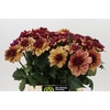 Dahlia Creme de Cognac