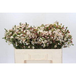 Chamelaucium Moonlight Delight