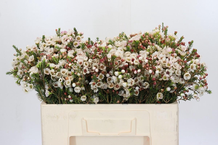 <h4>Chamelaucium Moonlight Delight</h4>