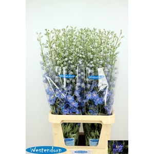 Delphinium du El Kissi Ocean Blue