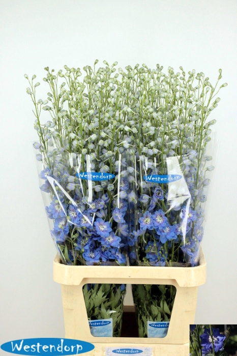 <h4>Delphinium du El Kissi Ocean Blue</h4>