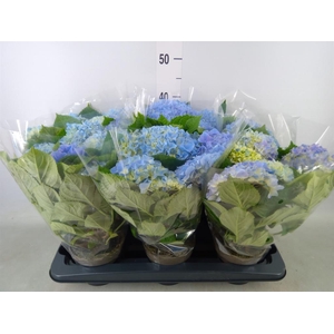 Hydrangea mac.   ...