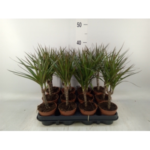 Dracaena marg.