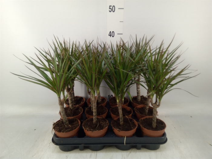 <h4>Dracaena marg.</h4>
