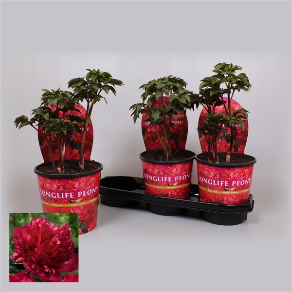 <h4>Paeonia 19CM Rood Longlife</h4>