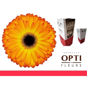 Gerbera Catwalk Aquabox