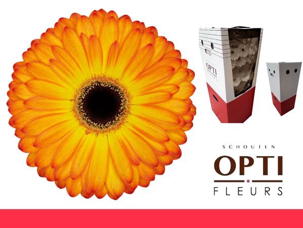 <h4>GE GR CATWALK-AQ-Box</h4>