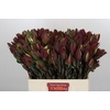 Leucadendron Senorita 2 heads