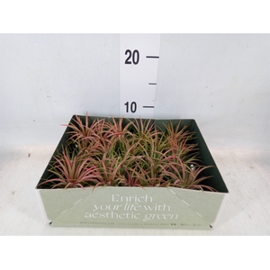 Tillandsia