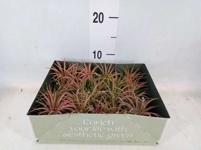 <h4>Tillandsia</h4>