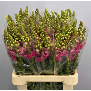 ANTIR AVIGNON C ROSE