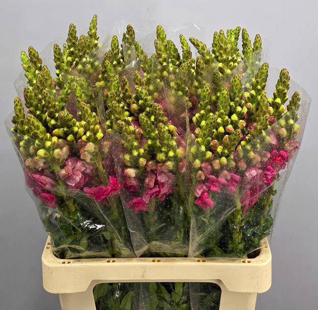 <h4>ANTIR AVIGNON C ROSE</h4>