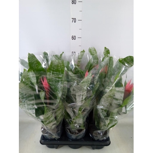 Aechmea fasciata 'Primera'