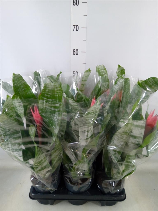 <h4>Aechmea fasciata 'Primera'</h4>