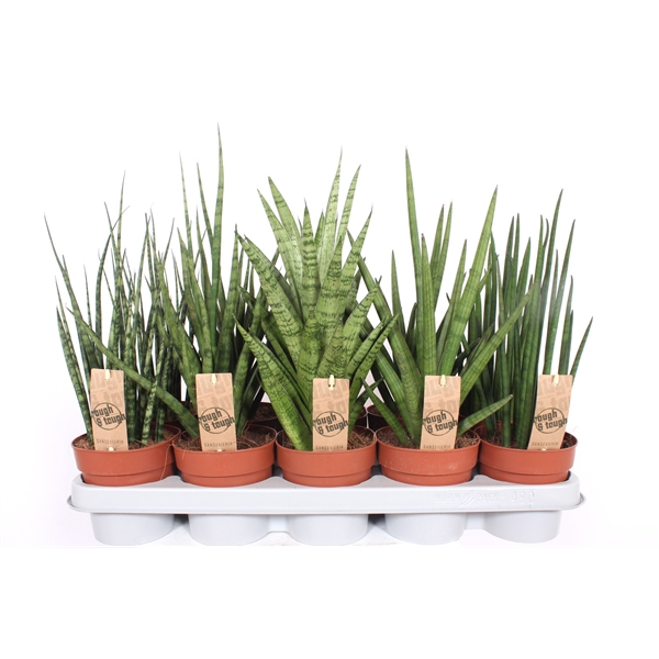 <h4>Sansevieria Luxe mix</h4>