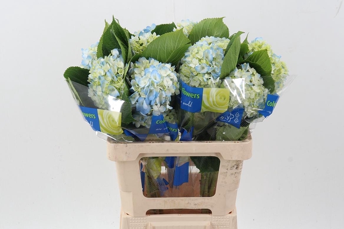 <h4>Hydr Blue Select</h4>